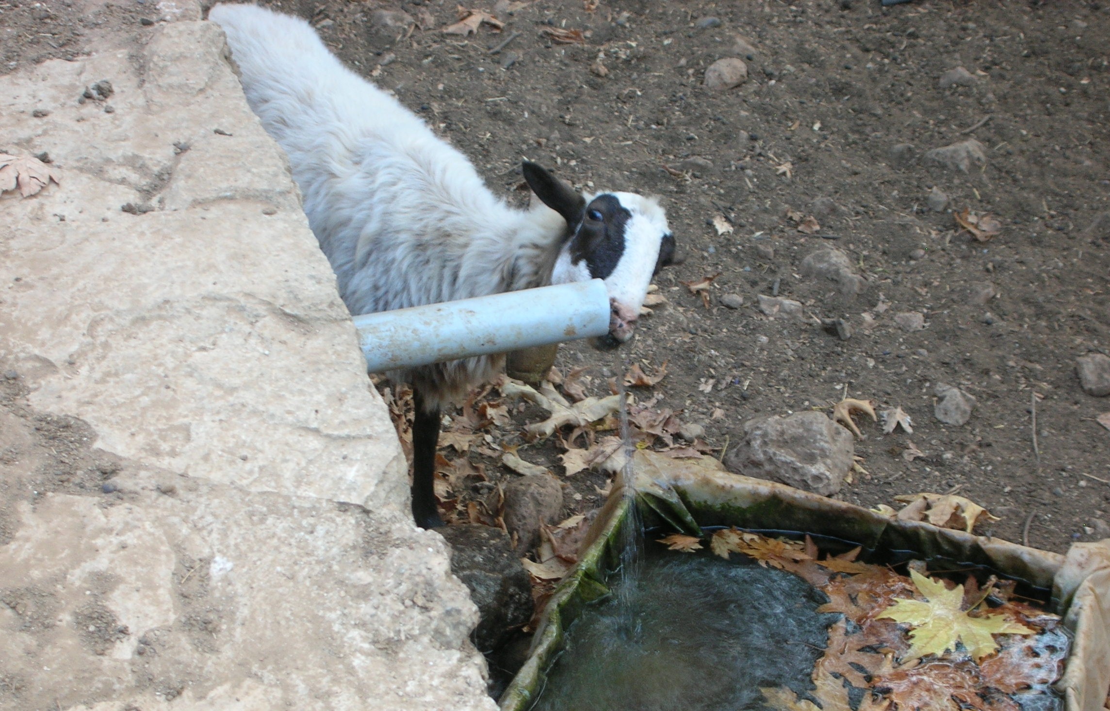 Drinking Goat